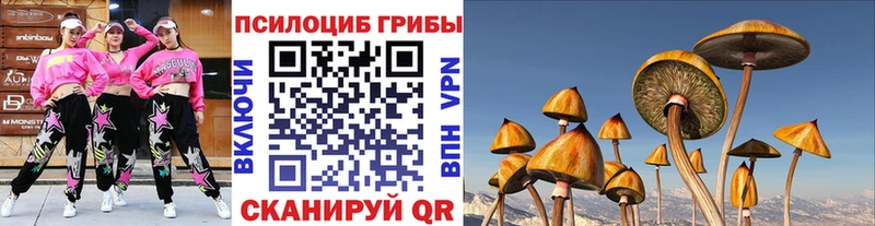 Псилоцибиновые грибы Psilocybine cubensis  darknet какой сайт  Курчалой 